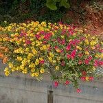 Portulaca grandiflora花