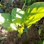 Malope trifida ഇല