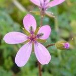 Erodium cicutarium花