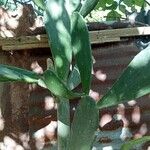 Opuntia cochenillifera Leaf