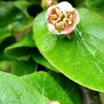 Cotoneaster lucidus 花