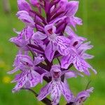 Dactylorhiza fuchsii Fula