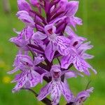 Dactylorhiza fuchsii Blüte