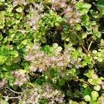 Sedum glaucophyllum Blatt