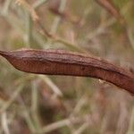 Cytisus spinosus Muu