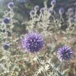 Echinops ritroFlower