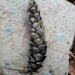 Pinus peuce Плод