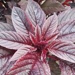 Amaranthus tricolor برگ