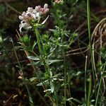 Hexaphylla hirtaFleur