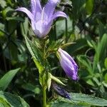 Campanula latifolia Flor