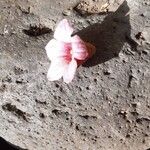 Brachychiton discolor Flor