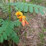 Sesbania herbacea 叶