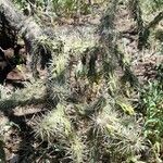 Cylindropuntia tunicata Хабит