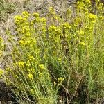 Senecio bracteolatus Habit