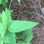 Eupatorium perfoliatum পাতা