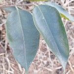 Plinia edulis Leaf