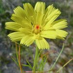 Malacothrix glabrata Flower