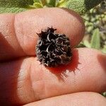 Phlomis cretica Fruit