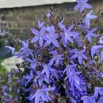 Campanula garganica Flor