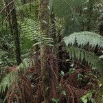 Asplenium hypomelas Elinympäristö