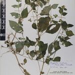 Hypoestes triflora 其他