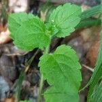 Veronica montana Leaf