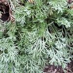 Artemisia campestris List