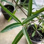 Barleria lupulina Blad