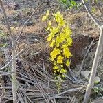 Cassia fistula 花