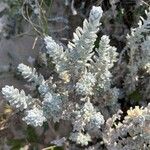 Achillea maritima Blad