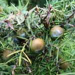 Juniperus oxycedrus Fruit