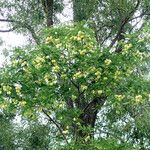 Staphylea pinnata Habitus