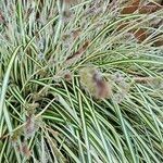 Carex ornithopoda Çiçek