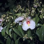 Qualea rosea Flor