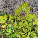 Actaea rubra Fuelha