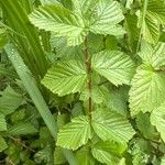 Filipendula ulmaria Blad