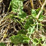 Pentarrhinum insipidum Blatt