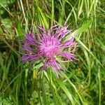 Centaurea nervosa Цвят