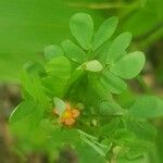 Biophytum umbraculum Flower