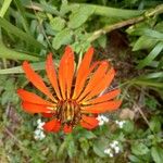 Mutisia lanata Flower