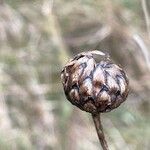 Centaurea scabiosa Fruit