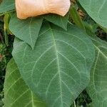 Brugmansia versicolor Liść