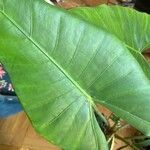 Alocasia zebrina Leaf