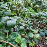 Rubus echinatus Leaf