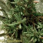 Helianthemum syriacum Otro