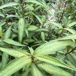 Persicaria odorata Blad