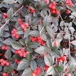 Cotoneaster franchetii List