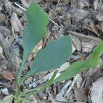 Bupleurum rigidum Leaf