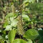 Salix hastata Fruitua