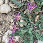 Astragalus monspessulanus Floro